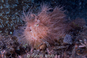 A Hairy Frogfish.Out of KBR , Lembeth Straits,Sulawesi Is... by Patrick Smith 